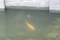 Osphronemus goramy