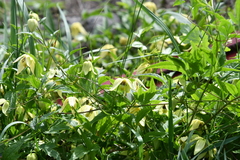 Clematis serratifolia