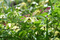 Clematis serratifolia