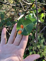 Lonicera sempervirens sempervirens