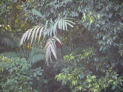 Pinanga dicksonii
