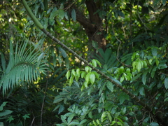 Pinanga dicksonii