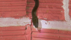 Mastigodryas danieli