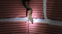 Mastigodryas danieli