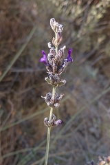 Lavandula lanata