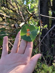 Lonicera sempervirens sempervirens