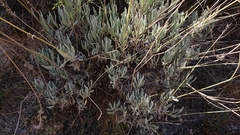 Lavandula lanata