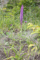 Gymnadenia densiflora