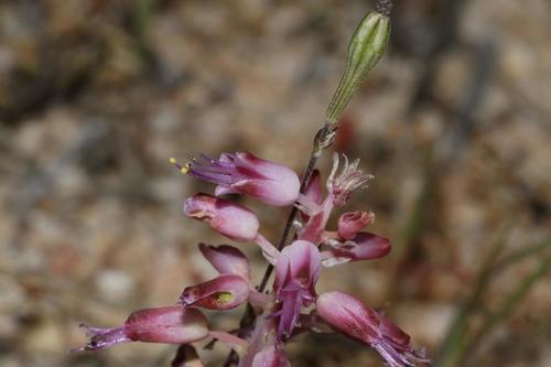 Lachenalia nardousbergensis