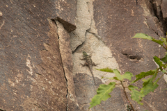 Sceloporus salvini