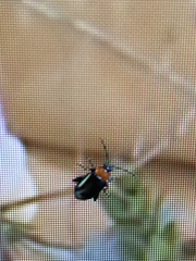 Disonycha xanthomelas