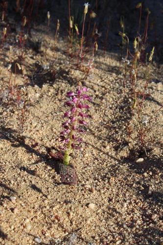 Lachenalia nardousbergensis
