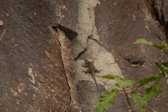 Sceloporus salvini