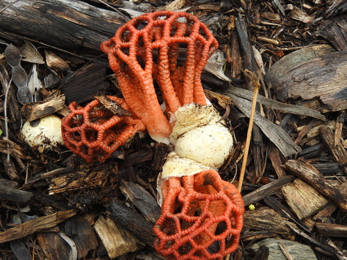 Craypot Stinkhorn