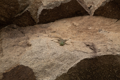Sceloporus salvini