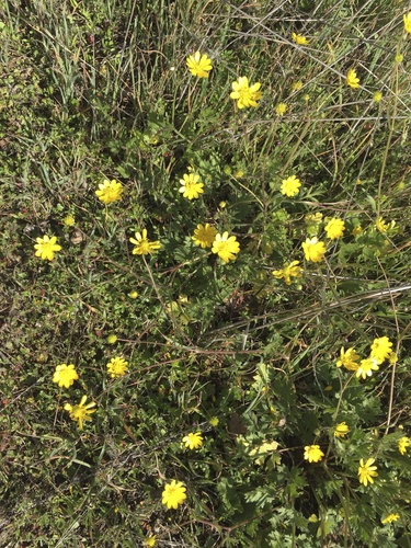 iNaturalist observation photo of California buttercup