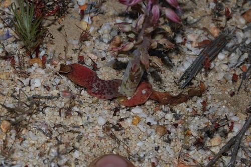 Lachenalia nardousbergensis