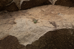 Sceloporus salvini