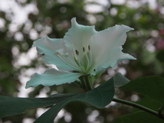 Bauhinia variegata candida