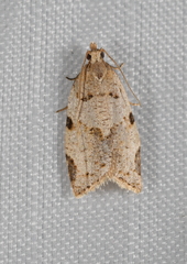 Clepsis domabilis