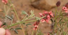 Indigofera complanata