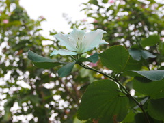 Bauhinia variegata candida