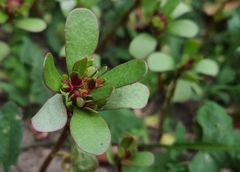 Portulaca oleracea