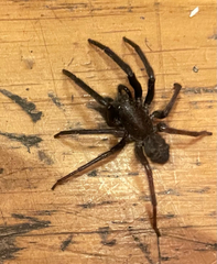 Segestria florentina