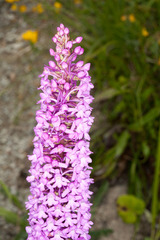 Gymnadenia densiflora