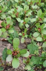 Portulaca oleracea