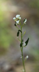 Draba hirta