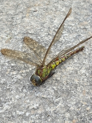 Aeshna cyanea