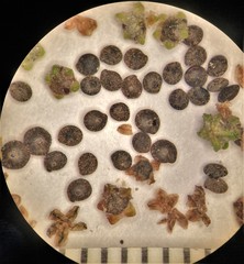 Chenopodium atrovirens