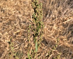 Chenopodium atrovirens