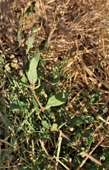 Chenopodium atrovirens