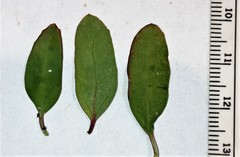 Chenopodium atrovirens