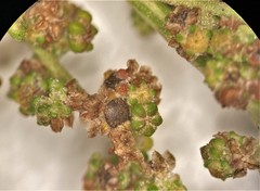 Chenopodium atrovirens