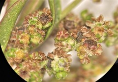 Chenopodium atrovirens