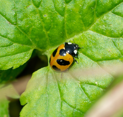 Coccinella nivicola