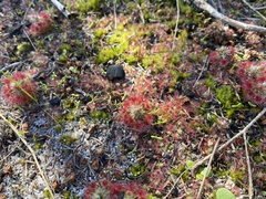 Drosera micrantha