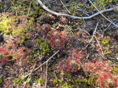 Drosera micrantha