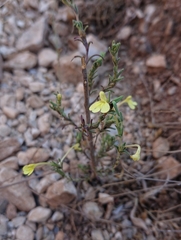 Odontites longiflorus