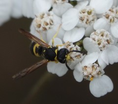 Ancistrocerus parietum