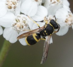 Ancistrocerus parietum