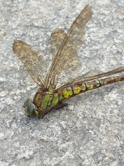 Aeshna cyanea