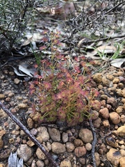 Drosera stolonifera