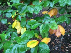 Fagus sylvatica