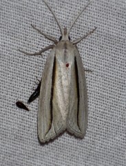 Doryodes tenuistriga