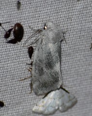 Plagiomimicus caesium