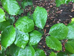 Fagus sylvatica